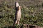 Prairie dog signaling all clear in Theodore Roosevelt National Park, North Dakota, USA. Art Print